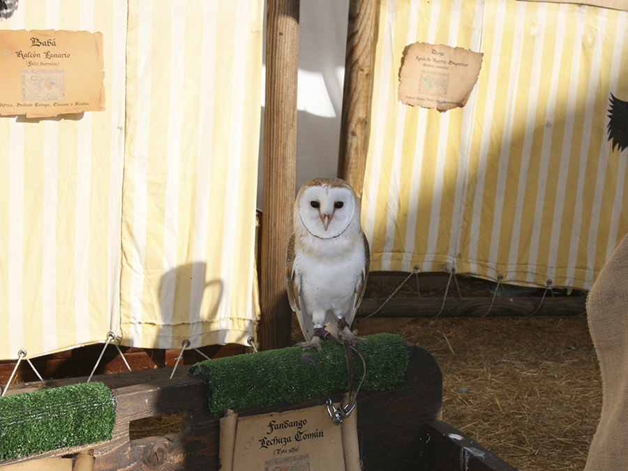 feria-medieval-buitrago-4